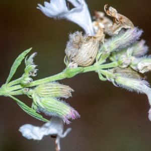 Photographie n°2442392 du taxon Nepeta nepetella subsp. nepetella