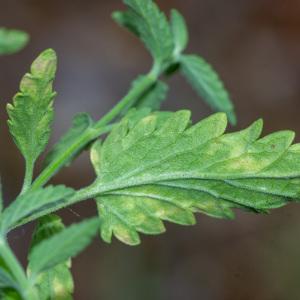 Photographie n°2442393 du taxon Nepeta nepetella subsp. nepetella