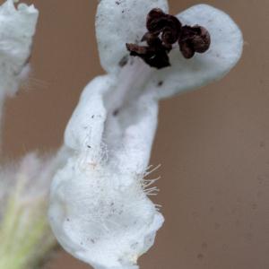 Photographie n°2442394 du taxon Nepeta nepetella subsp. nepetella