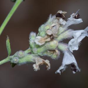 Photographie n°2442395 du taxon Nepeta nepetella subsp. nepetella