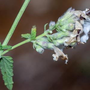 Photographie n°2442396 du taxon Nepeta nepetella subsp. nepetella