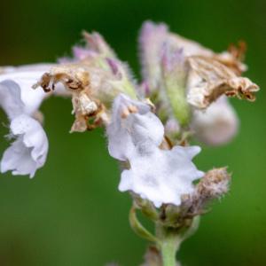 Photographie n°2442397 du taxon Nepeta nepetella subsp. nepetella