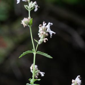  - Nepeta nepetella subsp. nepetella