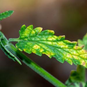  - Nepeta nepetella subsp. nepetella