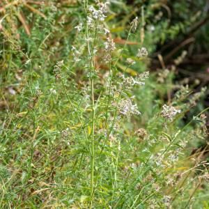  - Nepeta nepetella subsp. nepetella