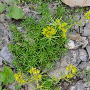 Photographie n°2442410 du taxon Saxifraga aizoides L.