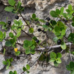 Photographie n°2442411 du taxon Rhamnus alaternus subsp. alaternus