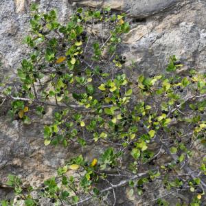 Photographie n°2442414 du taxon Rhamnus alaternus subsp. alaternus