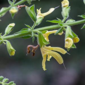  - Salvia glutinosa L.