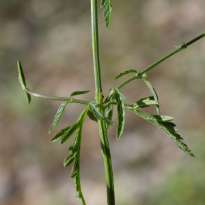 Photographie n°2442519 du taxon Verbena officinalis L. [1753]