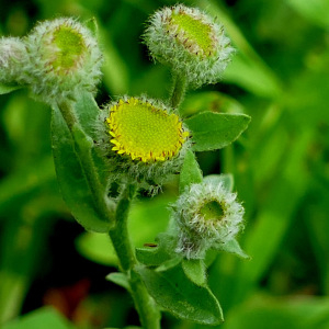 Photographie n°2442523 du taxon Pulicaria vulgaris Gaertn. [1791]