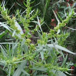 Photographie n°2442547 du taxon Rumex maritimus L. [1753]