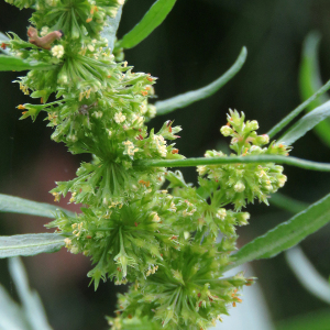 Photographie n°2442548 du taxon Rumex maritimus L. [1753]