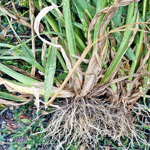 Photographie n°2442560 du taxon Echinochloa crus-galli (L.) P.Beauv. [1812]