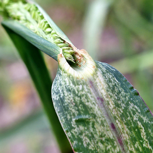 Photographie n°2442562 du taxon Echinochloa crus-galli (L.) P.Beauv. [1812]