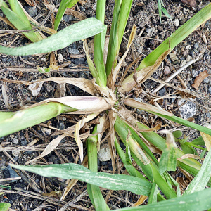 Photographie n°2442564 du taxon Echinochloa crus-galli (L.) P.Beauv. [1812]