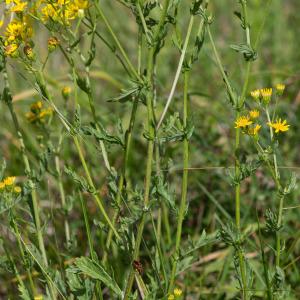 Photographie n°2442620 du taxon Jacobaea vulgaris subsp. vulgaris