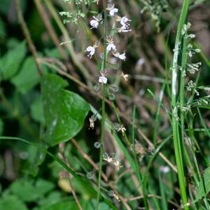 Photographie n°2442666 du taxon Circaea lutetiana L.