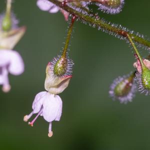 Photographie n°2442670 du taxon Circaea lutetiana L.