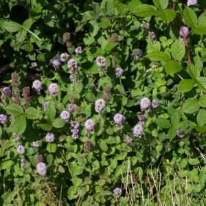 Photographie n°2442700 du taxon Mentha aquatica L.