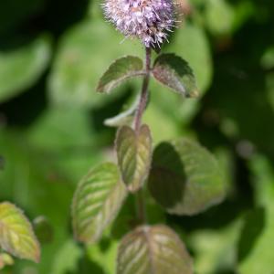 Photographie n°2442701 du taxon Mentha aquatica L.