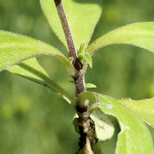 Photographie n°2442758 du taxon Silene cretica L.