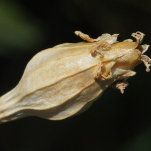 Photographie n°2442760 du taxon Silene cretica L.