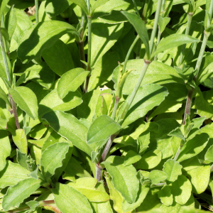Photographie n°2442761 du taxon Silene cretica L.