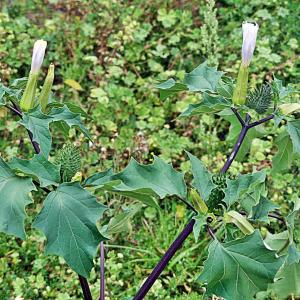 Photographie n°2442769 du taxon Datura stramonium f. tatula (L.) B.Boivin [1966]