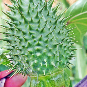 Photographie n°2442772 du taxon Datura stramonium f. tatula (L.) B.Boivin [1966]