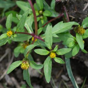 Photographie n°2442781 du taxon Bidens tripartita L. [1753]