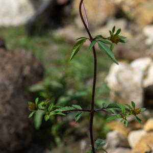 Photographie n°2442782 du taxon Bidens tripartita L. [1753]