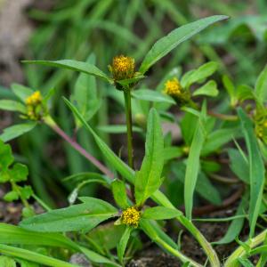 Photographie n°2442784 du taxon Bidens tripartita L. [1753]