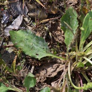 Photographie n°2442810 du taxon Plantago major subsp. pleiosperma Pilg. [1937]