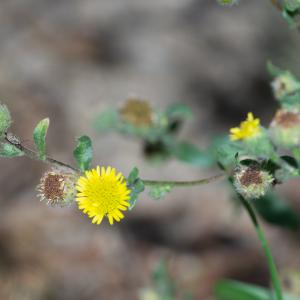 Photographie n°2442813 du taxon Pulicaria vulgaris Gaertn.