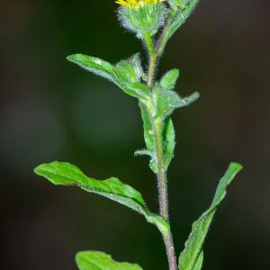 Photographie n°2442814 du taxon Pulicaria vulgaris Gaertn.