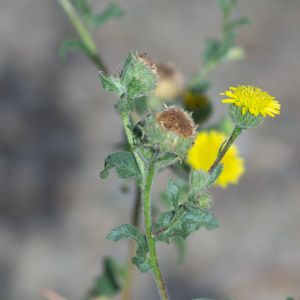 Photographie n°2442816 du taxon Pulicaria vulgaris Gaertn.