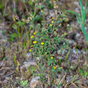 Photographie n°2442818 du taxon Pulicaria vulgaris Gaertn.