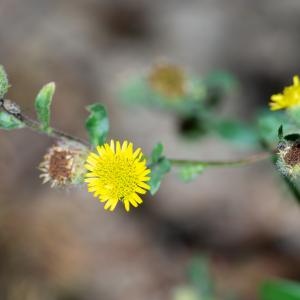 Photographie n°2442822 du taxon Pulicaria vulgaris Gaertn.