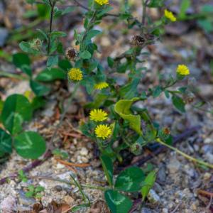 Photographie n°2442823 du taxon Pulicaria vulgaris Gaertn.