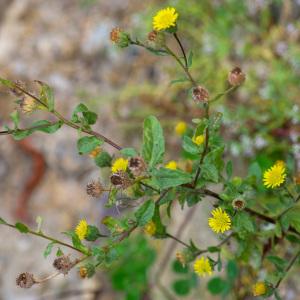 Photographie n°2442828 du taxon Pulicaria vulgaris Gaertn.