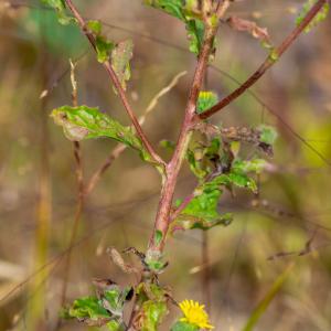 Photographie n°2442831 du taxon Pulicaria vulgaris Gaertn.