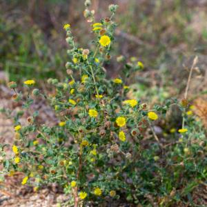 Photographie n°2442833 du taxon Pulicaria vulgaris Gaertn.