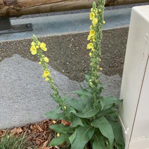 Photographie n°2442852 du taxon Verbascum thapsus L. [1753]