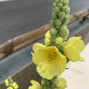 Photographie n°2442854 du taxon Verbascum thapsus L. [1753]