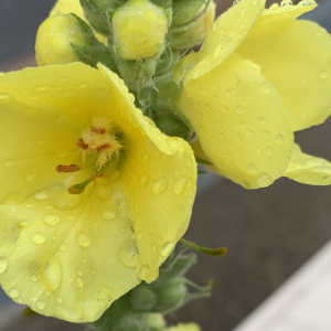 Photographie n°2442857 du taxon Verbascum thapsus L. [1753]