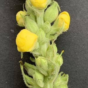 Photographie n°2442865 du taxon Verbascum thapsus L. [1753]