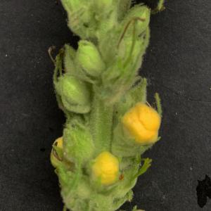 Photographie n°2442867 du taxon Verbascum thapsus L. [1753]