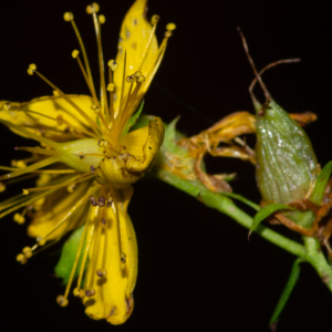 Photographie n°2442877 du taxon Hypericum perforatum L. [1753]