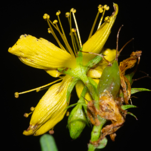 Photographie n°2442878 du taxon Hypericum perforatum L. [1753]